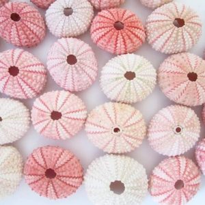 Set of 10 Pink Sea Urchin 1″-2″, Urchin Sea Shell, Sea Urchin, Sea Shell Crafts, Jewelry Supplies, DIY Craft, Beach Wedding Decor, Beach Home Decor, Sea Shells Bulk